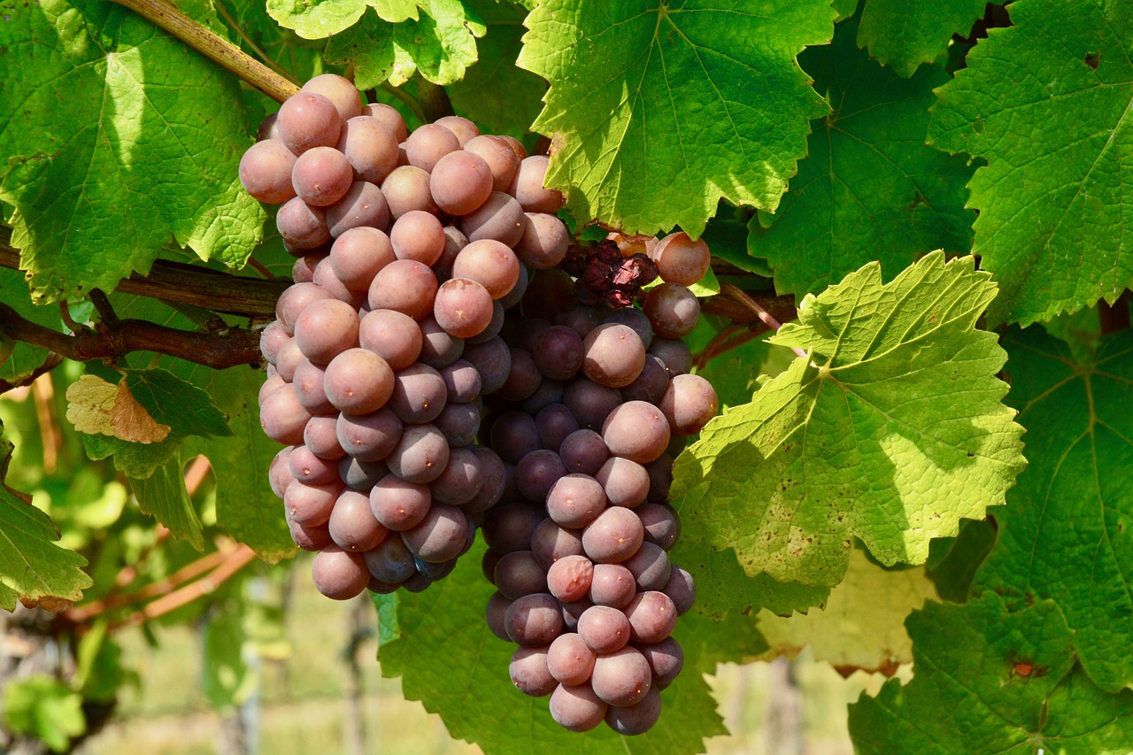 Grapes Grapevines Vines  - Fritz_the_Cat / Pixabay