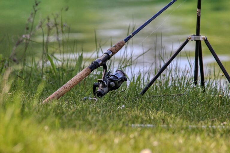 Fish Meadow Water Grass Lake Pond  - planet_fox / Pixabay