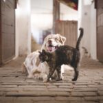 Dog Cat Pets Domestic Stable  - vaclavzavada / Pixabay