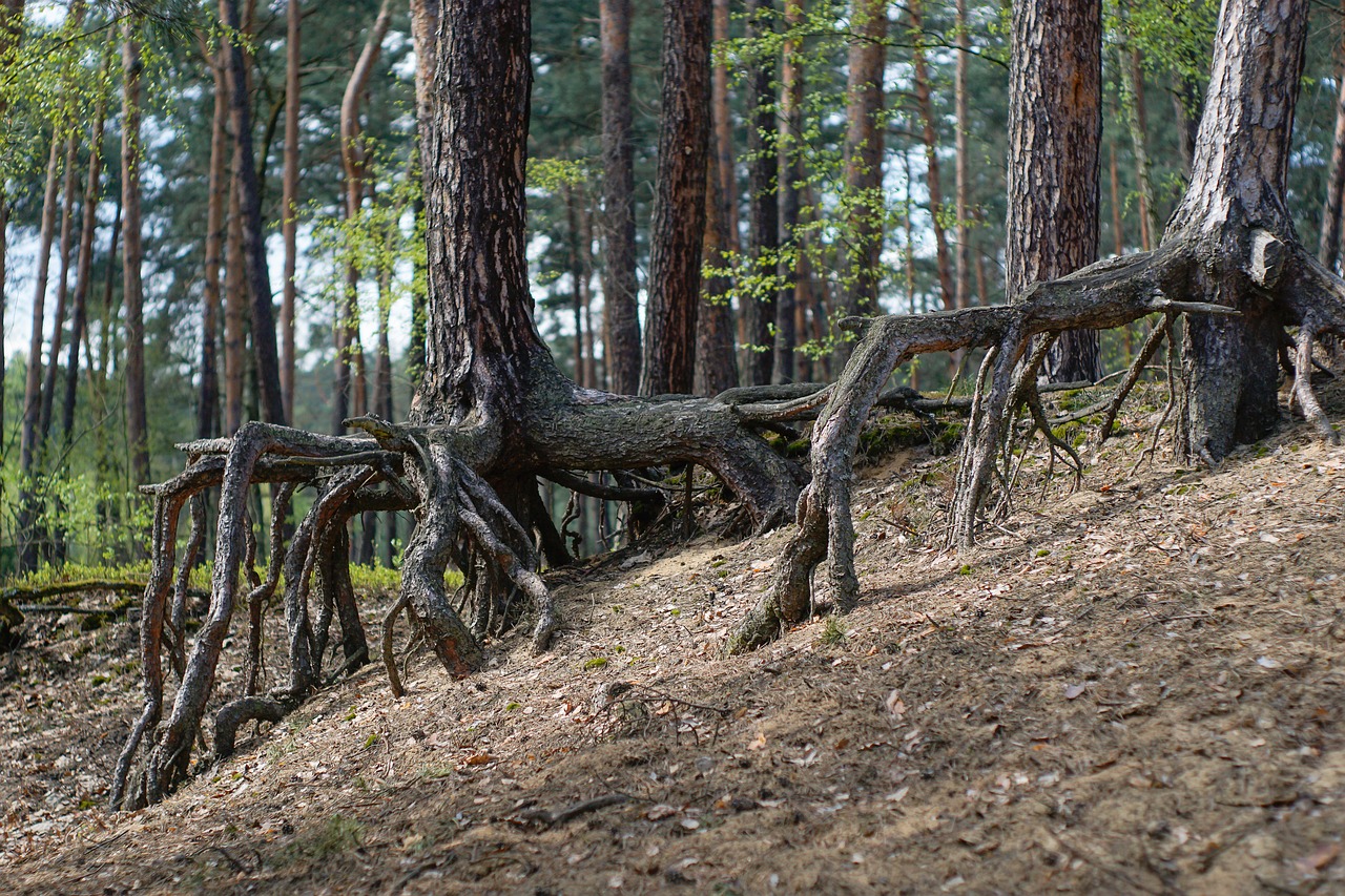 Forest The Roots Of Trees Tree Pine  - summa / Pixabay