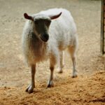 Sheep Animal Door Barn Mammal  - NWimagesbySabrinaEickhoff / Pixabay