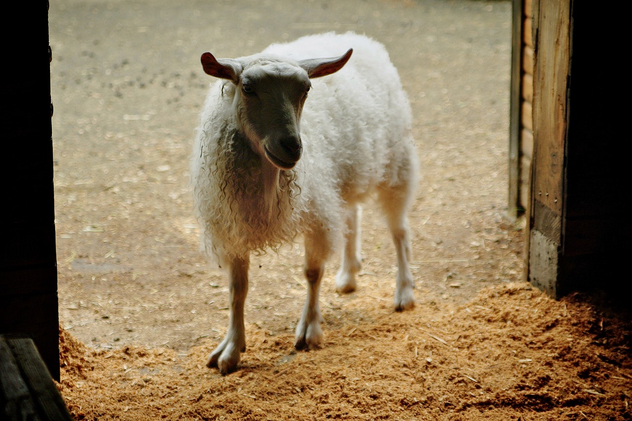 Sheep Animal Door Barn Mammal  - NWimagesbySabrinaEickhoff / Pixabay