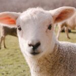 Sheep Lamb Animal Mammal Livestock  - miezekieze / Pixabay