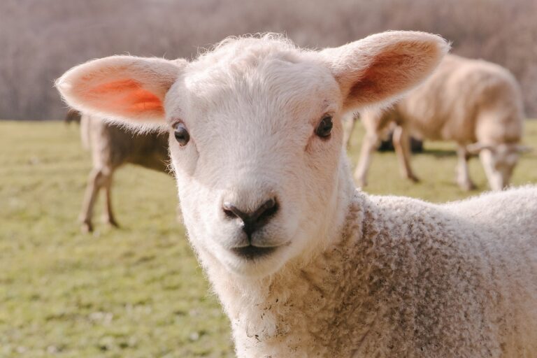 Sheep Lamb Animal Mammal Livestock  - miezekieze / Pixabay