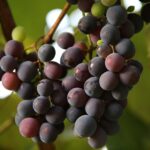 Grapes Fruits Grapevine Vine  - GoranH / Pixabay