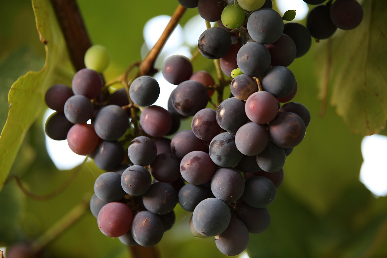 Grapes Fruits Grapevine Vine  - GoranH / Pixabay