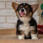 Tongue Corgi Welsh Corgi Pembroke  - ElfinFox / Pixabay