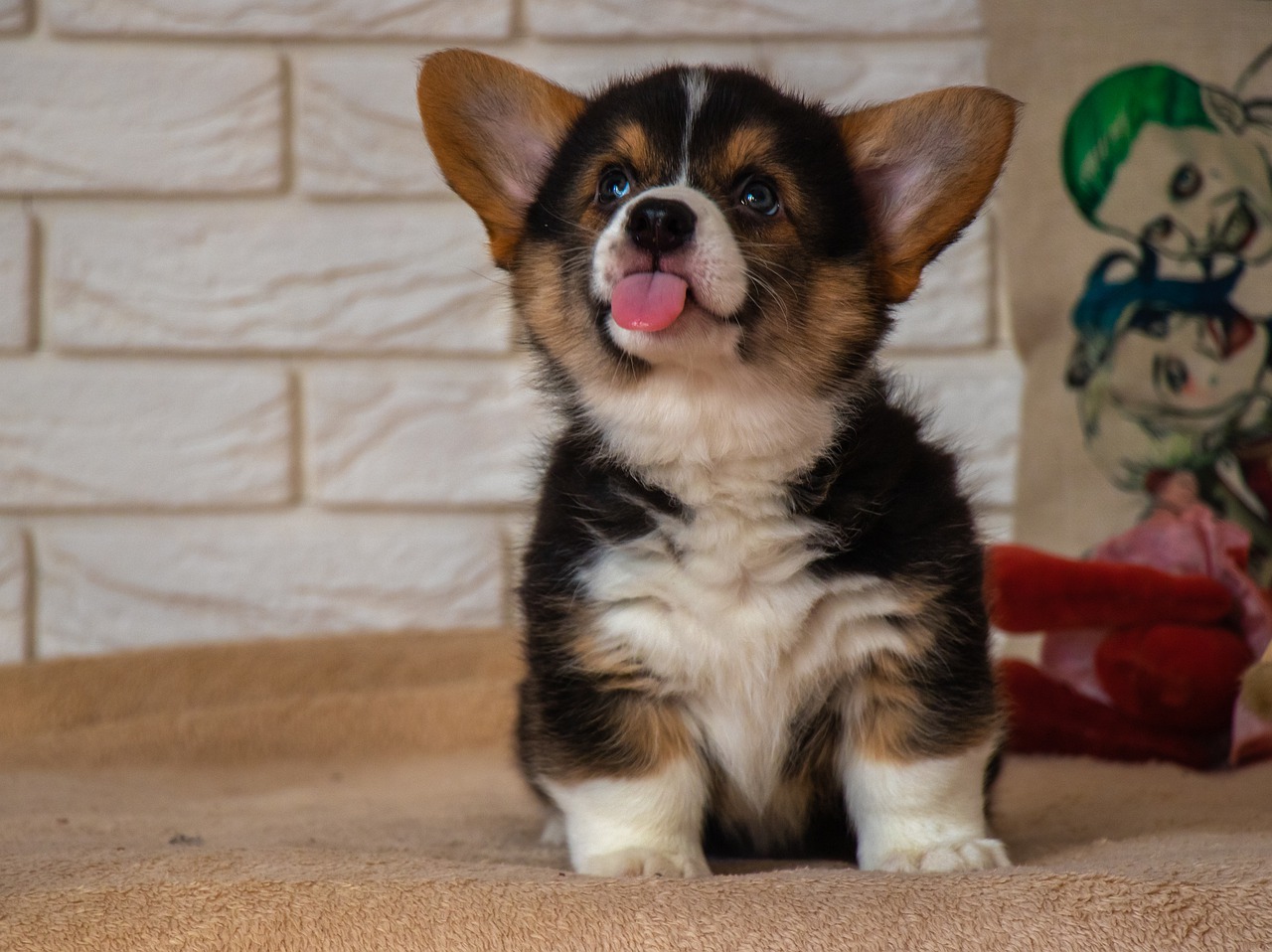 Tongue Corgi Welsh Corgi Pembroke  - ElfinFox / Pixabay