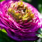 Flower Ranunculus Blossom Bloom  - matthiasboeckel / Pixabay