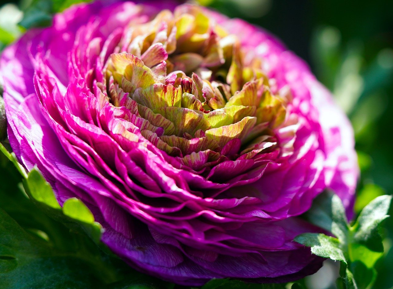 Flower Ranunculus Blossom Bloom  - matthiasboeckel / Pixabay