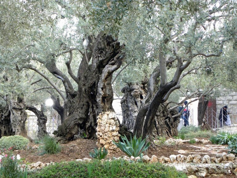 Gethsemane Garden Jerusalem Israel  - heathertruett / Pixabay