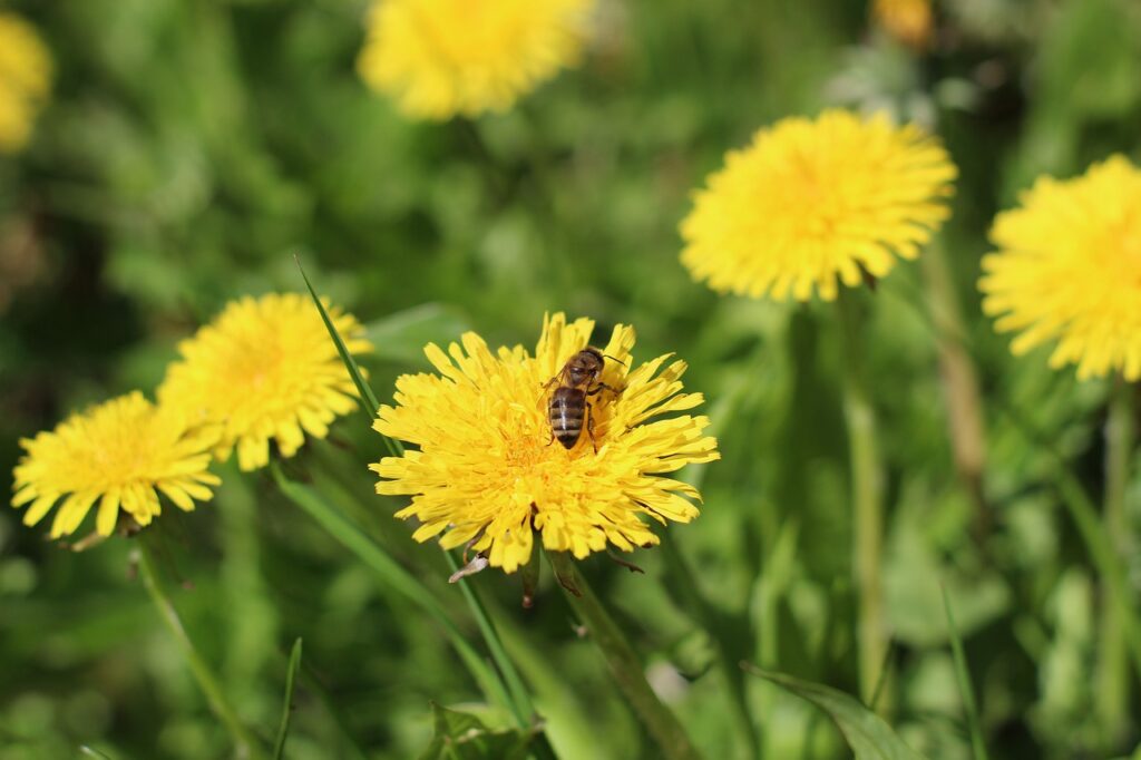 Flower Bee Dandelion Insect Green  - Beats_Beats / Pixabay