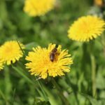 Flower Bee Dandelion Insect Green  - Beats_Beats / Pixabay