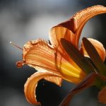 Daylily Flower Plant Lily Bloom  - Bilderwelt68 / Pixabay