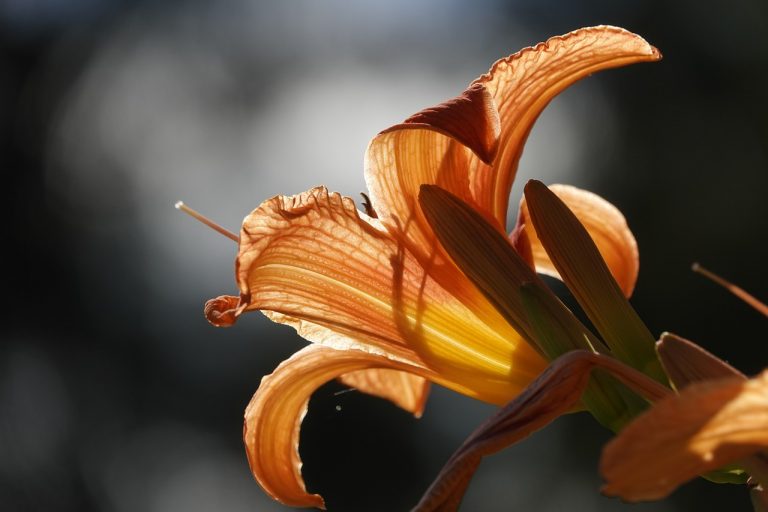 Daylily Flower Plant Lily Bloom  - Bilderwelt68 / Pixabay