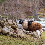 Sheep Lamb Pasture Passover  - klausPeter / Pixabay