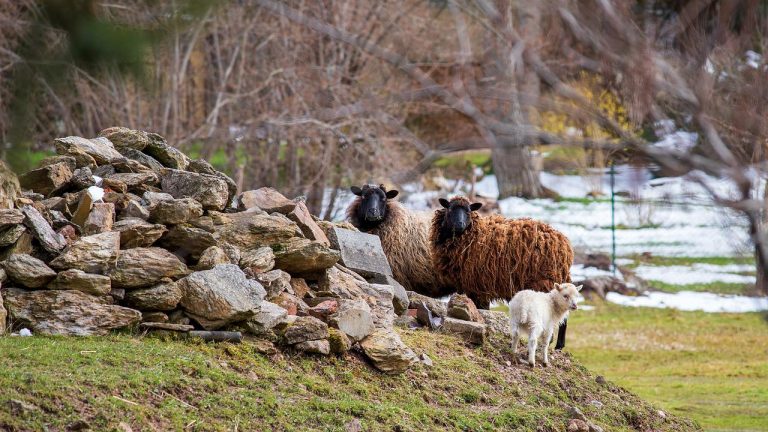 Sheep Lamb Pasture Passover  - klausPeter / Pixabay