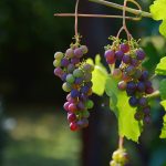 grapes vines wine winegrowing 1659118