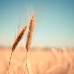 wheat ear dry harvest autumn 865152