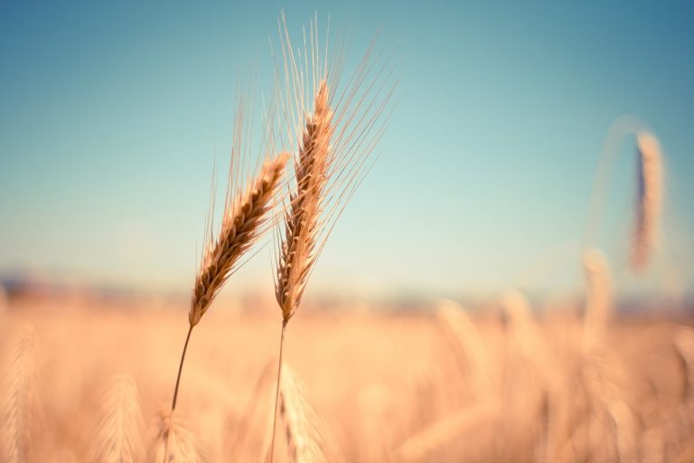 wheat ear dry harvest autumn 865152