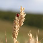 a ladybug sitting on top of a stalk of wheat