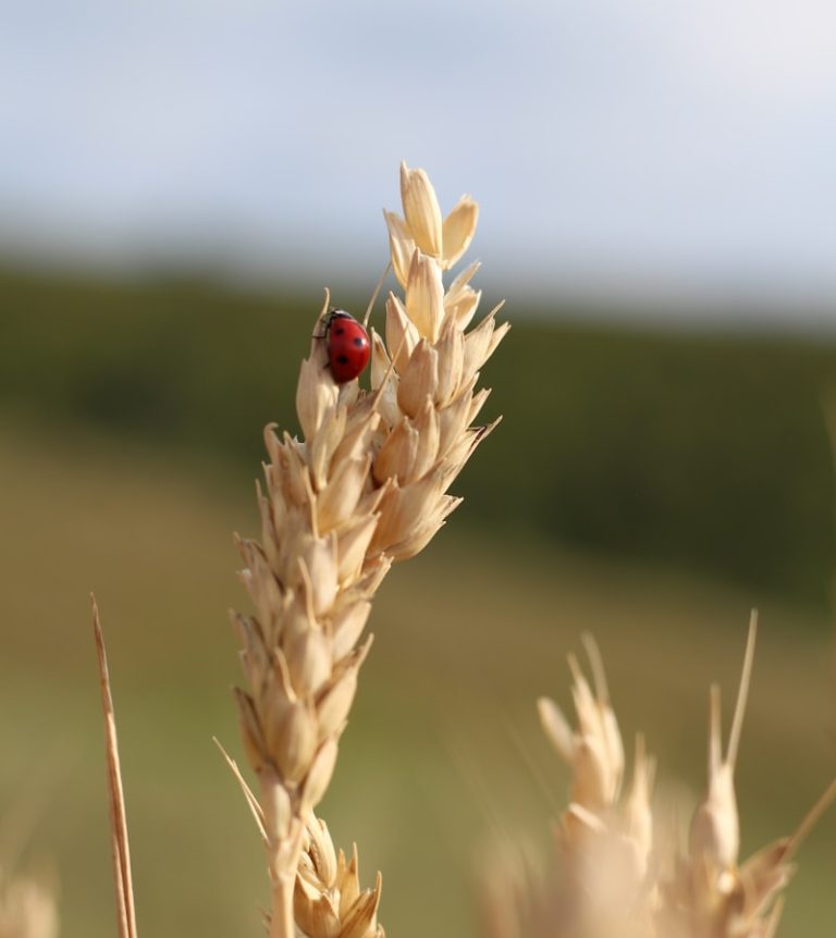 a ladybug sitting on top of a stalk of wheat