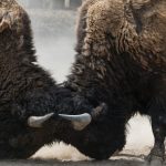 two bisons fighting head