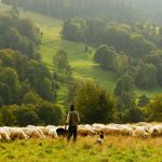 man standing in front of group of lamb