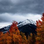 withering trees near snow-covered mountains