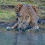 leopard drinking water on water during daytime