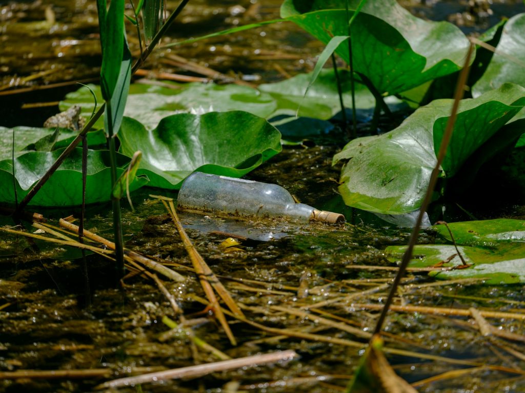 Glass bottle floating among lily pads and reeds.