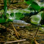 Glass bottle floating among lily pads and reeds.