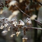 white cherry blossom in close up photography