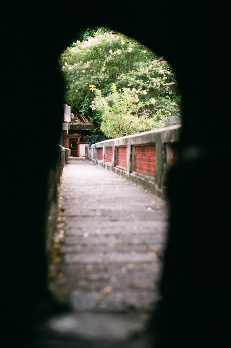 gray concrete pathway between green trees during daytime