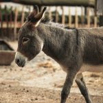 gray and white animal on brown soil during daytime