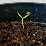 a young plant sprouts from the ground