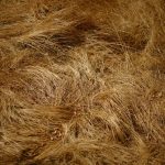 a close up of a bunch of dry grass