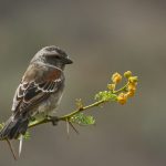 a bird sitting on a branch with yellow flowers