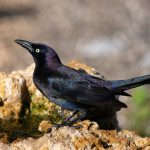 a black bird sitting on top of a rock