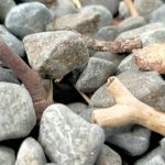 a pile of rocks with a plant growing out of it