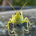 A bright green grasshopper sits on a reflective surface