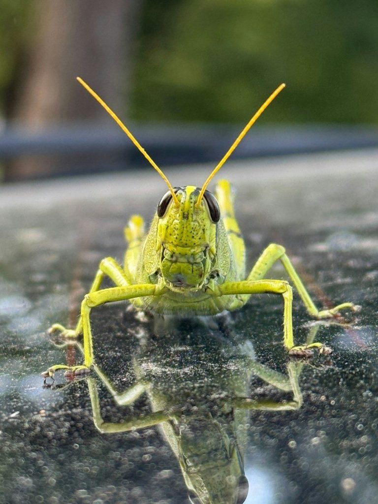 A bright green grasshopper sits on a reflective surface